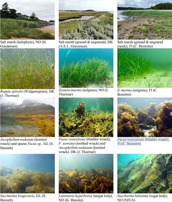 Nordic Blue Carbon Ecosystems: Status and Outlook